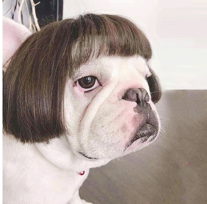 Wig Cosplay for pets Toshomono  Costumes